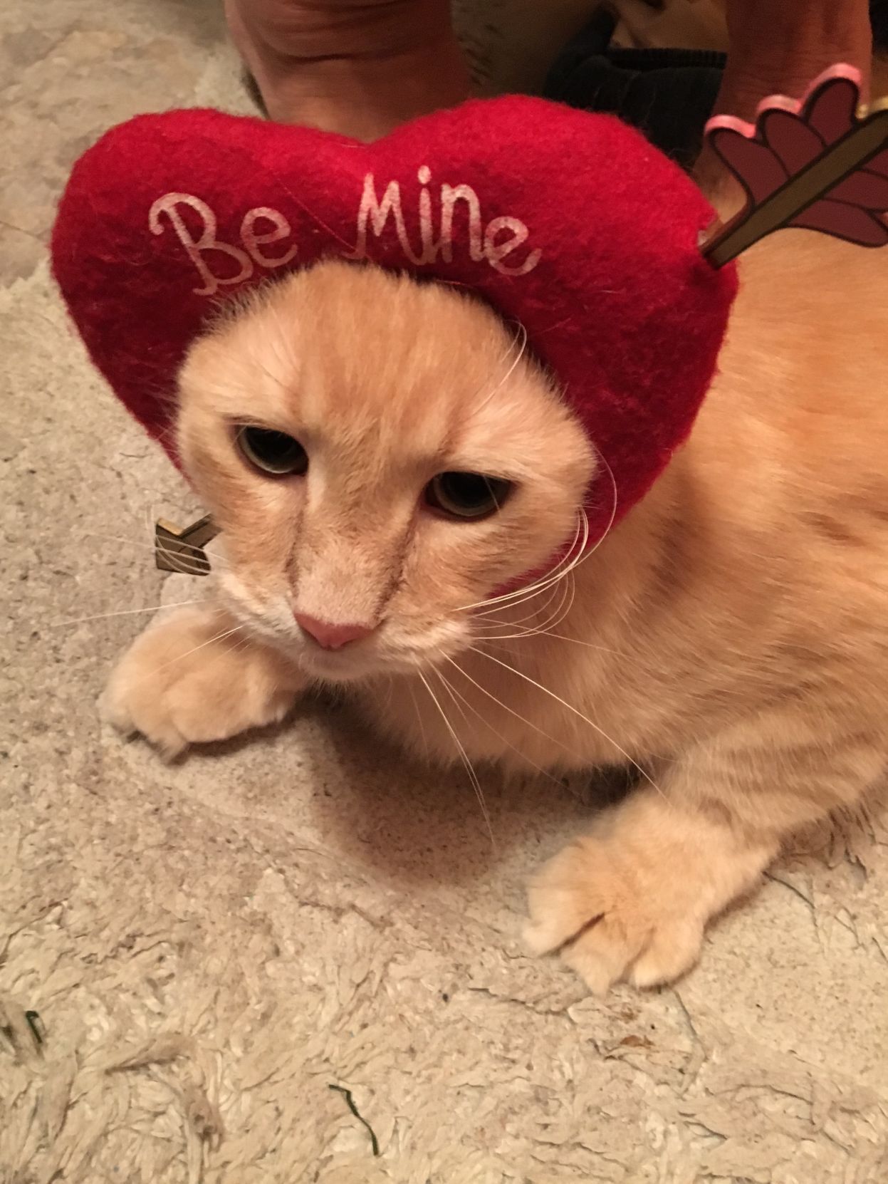 The Times Cutest Pets of Winter 2018
